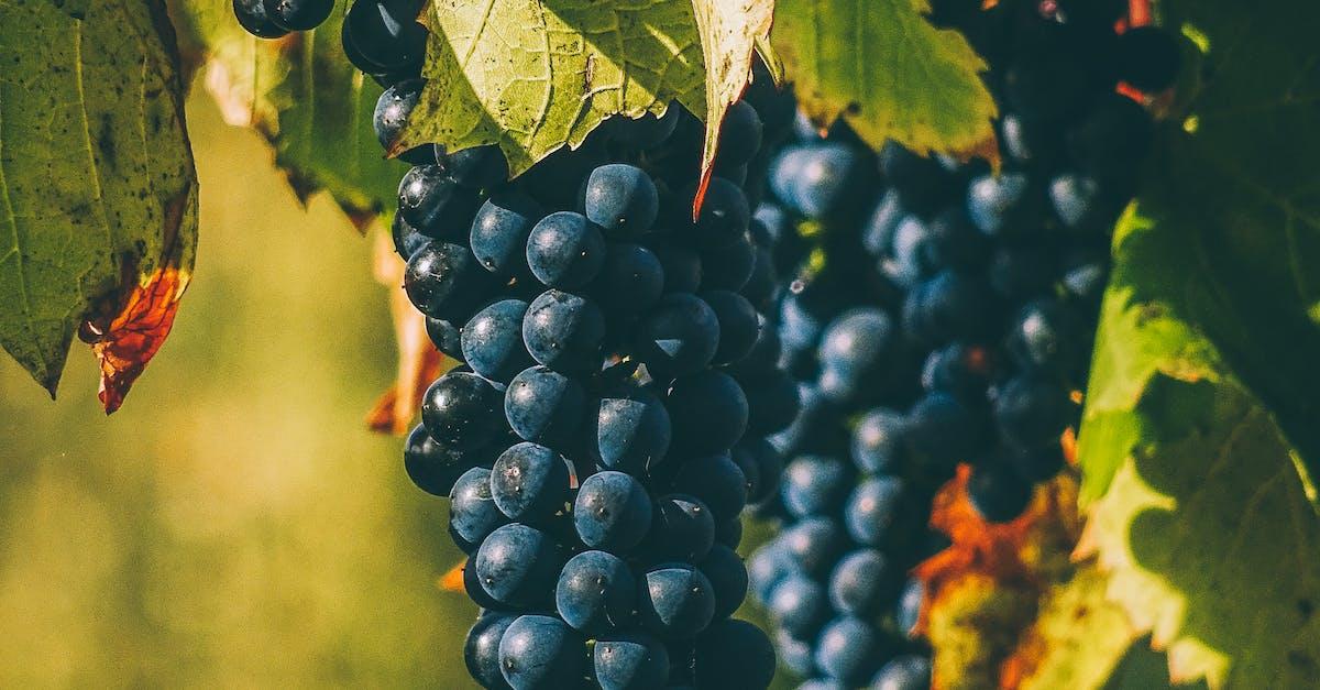 Oplev verdens velsmagende vinunivers
