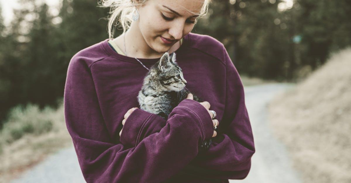 Kattehuler: Det Perfekte Tilflugtssted for Din Kat